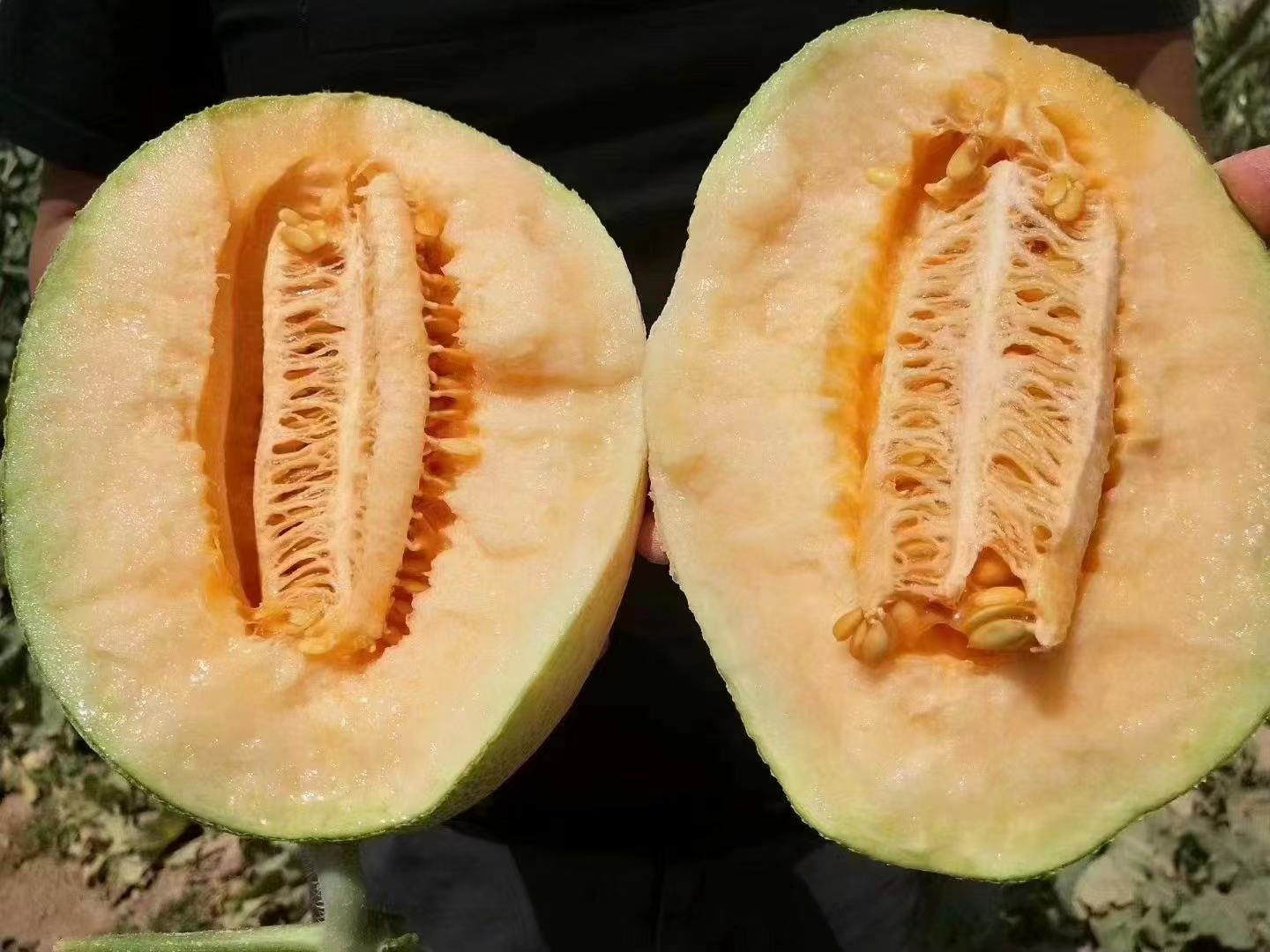 绿色网纹瓜被切开,露出橙黄色果肉,果肉细腻,内部有少量黑色瓜籽 绿色网纹瓜切开图