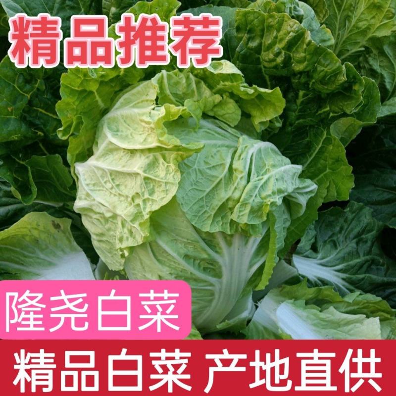 精品白菜夏绿50，适合商超档口批发市场欢迎电话联系