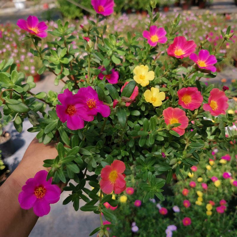 马齿苋太阳花苗单瓣宿根盆栽混色阔叶宽叶太阳花观花植物带根