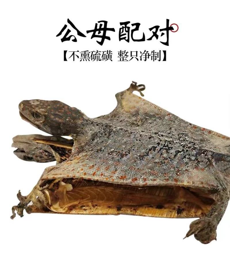 大量上等天龙干（壁虎干货，价格实惠！高品质！诚信经营！
