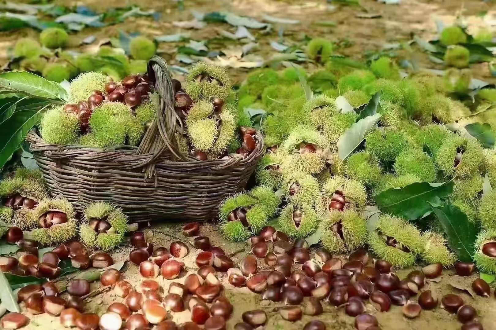 迁西野板栗种植环境