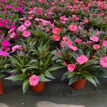 凤仙花盆栽四季开花庭院阳台观花植物凤仙花苗带花苞花期长