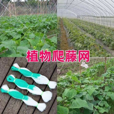 【爬藤网粗六股加粗线】黄瓜苦瓜丝瓜网豆角网植物攀爬专用