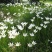 葱兰绿化兰花花苗韭兰风雨兰宿根花卉葱莲多年生草本庭院