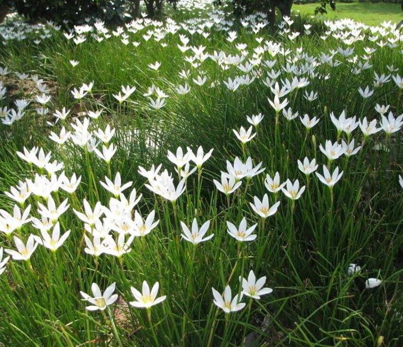 葱兰绿化兰花花苗韭兰风雨兰宿根花卉葱莲多年生草本庭院