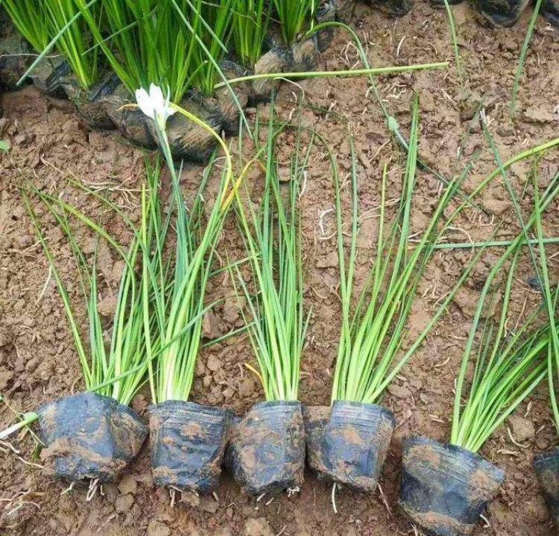 葱兰绿化兰花花苗韭兰风雨兰宿根花卉葱莲多年生草本庭院