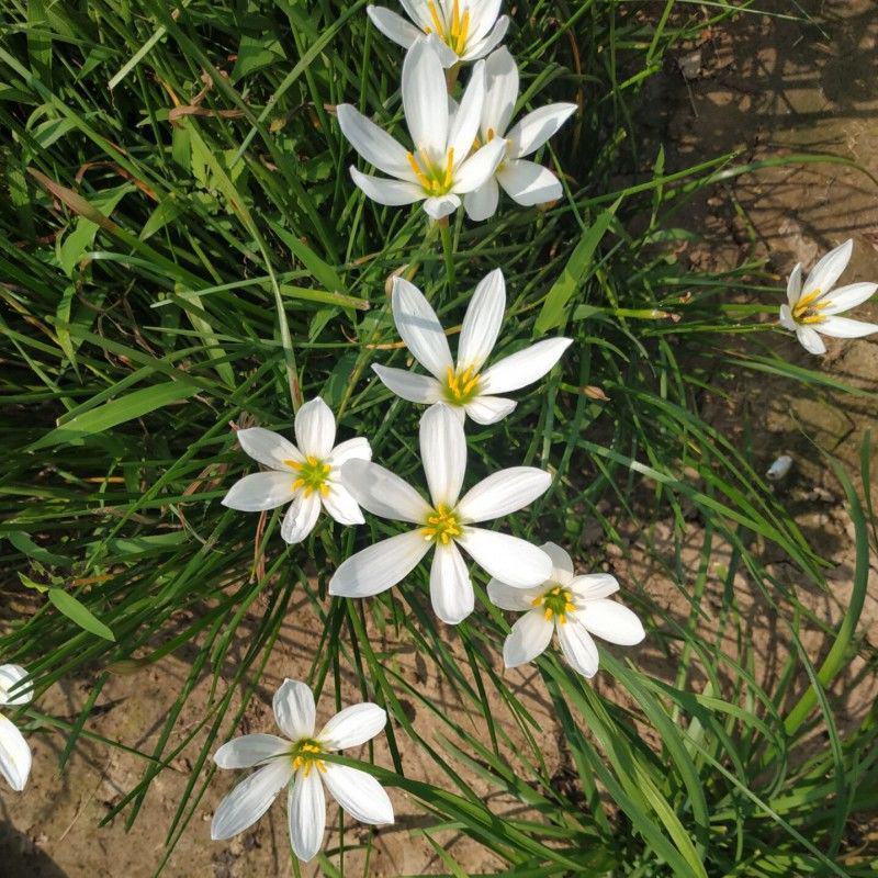 葱兰绿化兰花花苗韭兰风雨兰宿根花卉葱莲多年生草本庭院