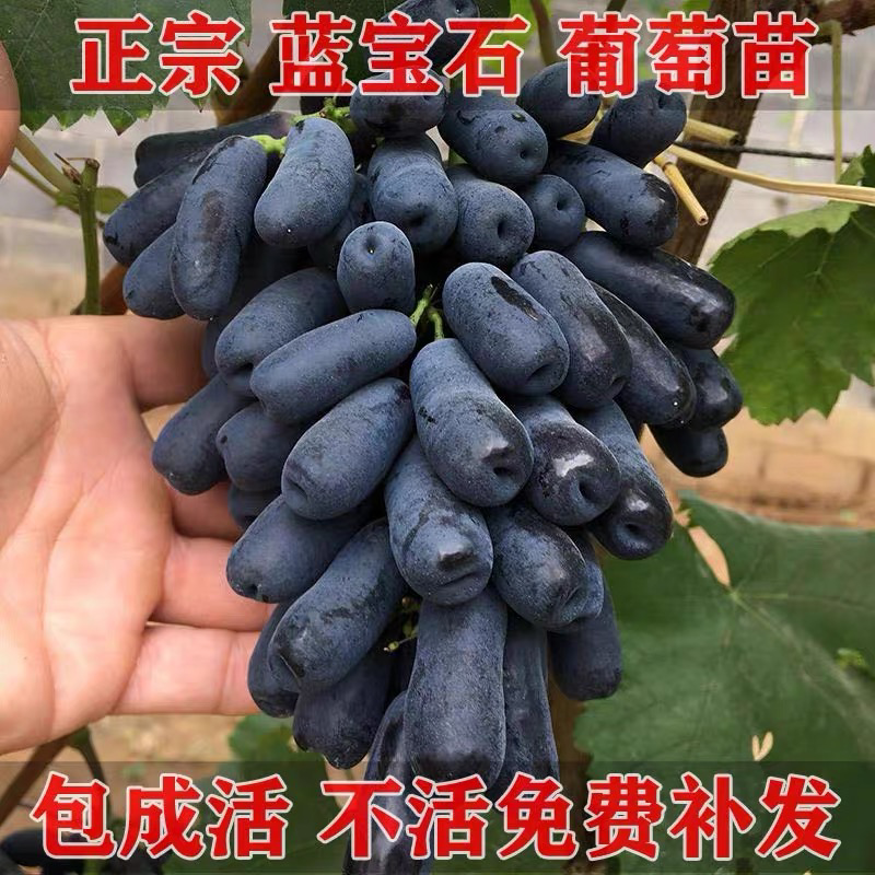 （精品推荐）蓝宝石葡萄苗，河北葡萄苗河北产地发货一手货源