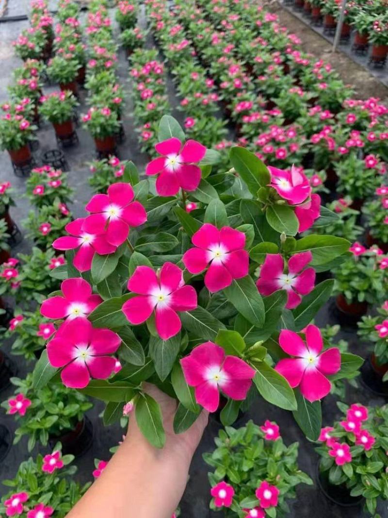 长春花天天开盆栽四季观花五叶梅花苗带花苞发货阳台窗台客厅