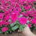 长春花天天开盆栽四季观花五叶梅花苗带花苞发货阳台窗台客厅