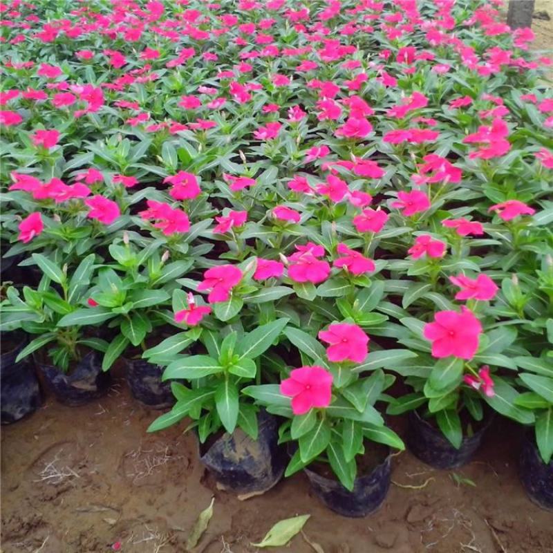 长春花天天开盆栽四季观花五叶梅花苗带花苞发货阳台窗台客厅
