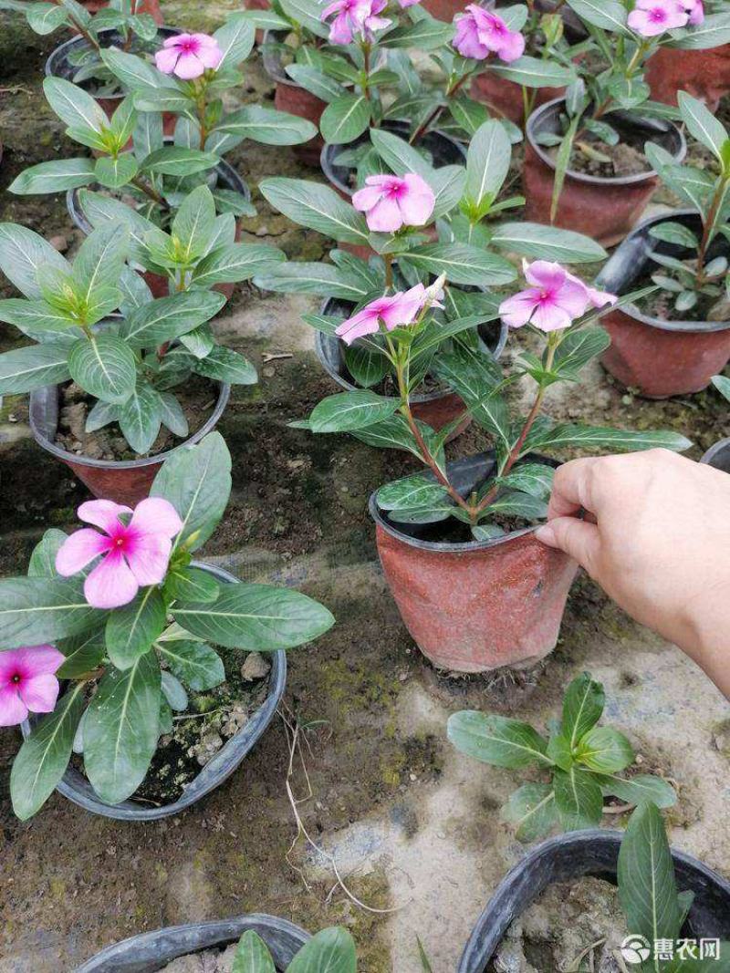 长春花天天开盆栽四季观花五叶梅花苗带花苞发货阳台窗台客厅