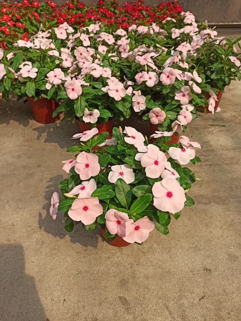 长春花天天开盆栽四季观花五叶梅花苗带花苞发货阳台窗台客厅
