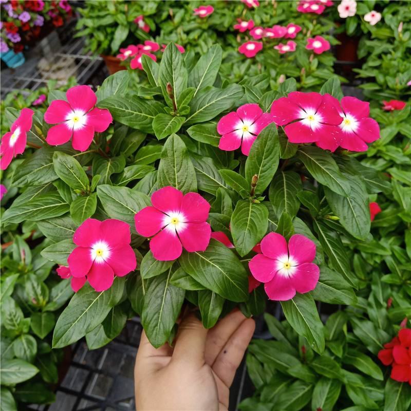 长春花天天开盆栽四季观花五叶梅花苗带花苞发货阳台窗台客厅