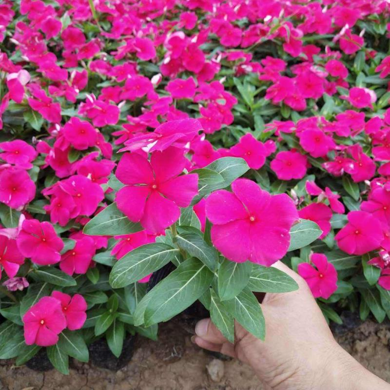 长春花天天开盆栽四季观花五叶梅花苗带花苞发货阳台窗台客厅