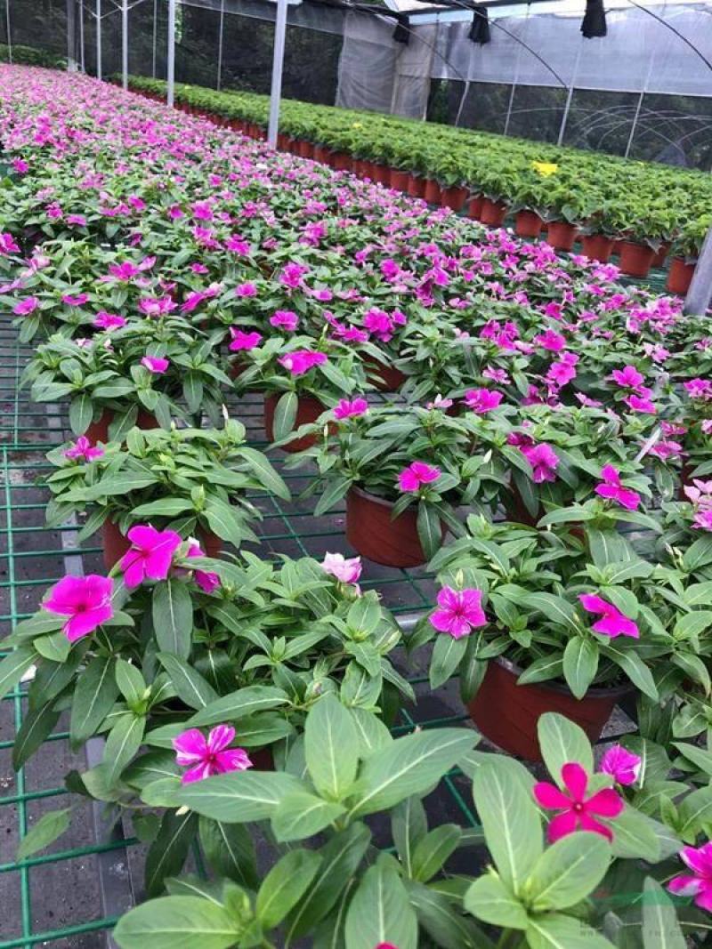长春花天天开盆栽四季观花五叶梅花苗带花苞发货阳台窗台客厅