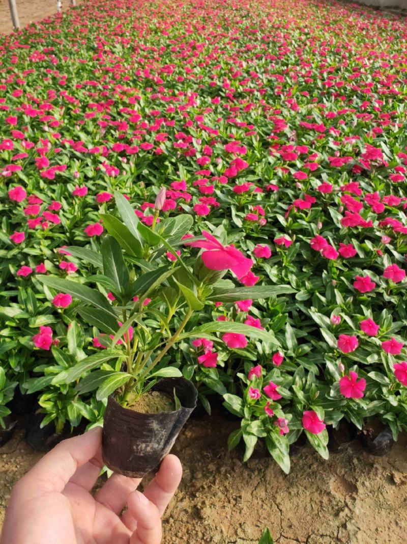 长春花天天开盆栽四季观花五叶梅花苗带花苞发货阳台窗台客厅