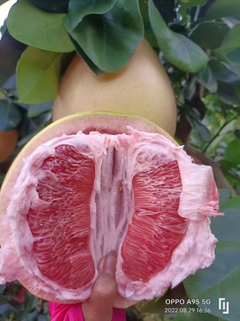 广东梅州红心蜜柚