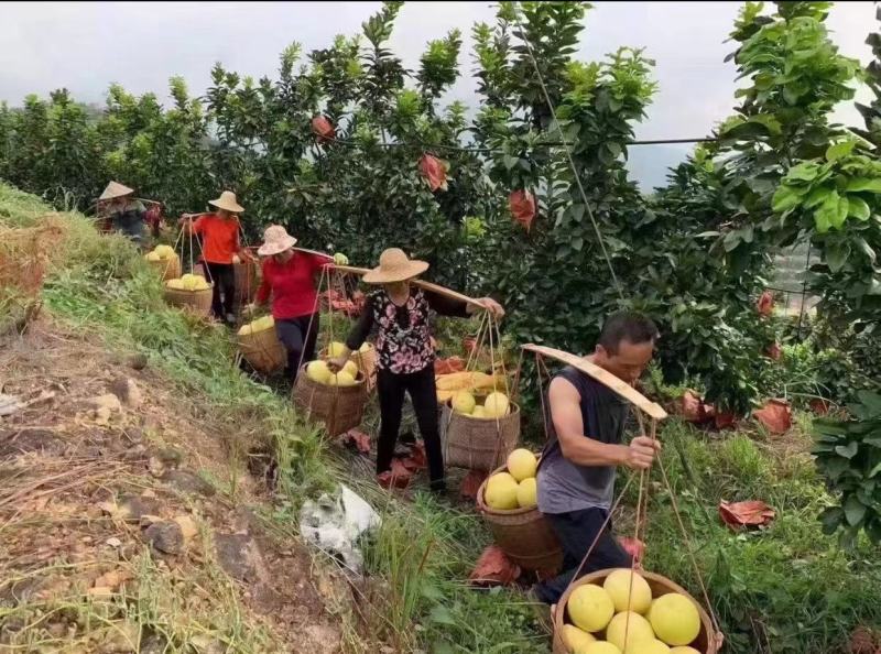 广东梅州红心蜜柚