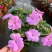 凤仙花盆栽四季开花庭院阳台观花植物凤仙花苗带花苞花期长