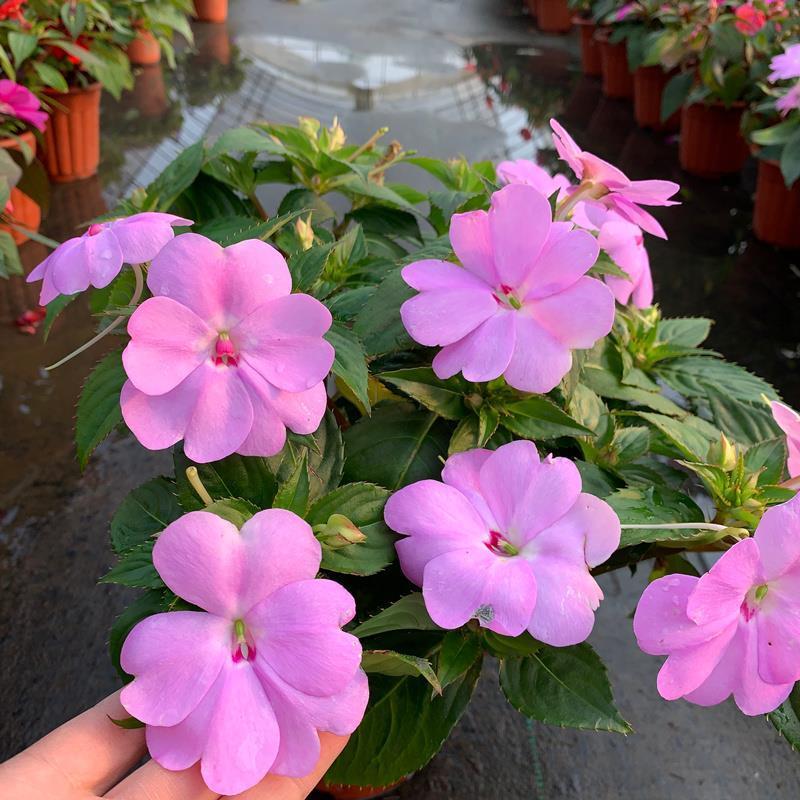 凤仙花盆栽四季开花庭院阳台观花植物凤仙花苗带花苞花期长