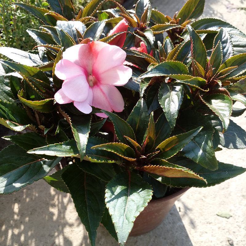凤仙花盆栽四季开花庭院阳台观花植物凤仙花苗带花苞花期长