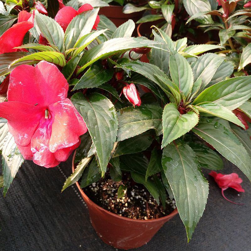 凤仙花盆栽四季开花庭院阳台观花植物凤仙花苗带花苞花期长