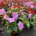 凤仙花盆栽四季开花庭院阳台观花植物凤仙花苗带花苞花期长