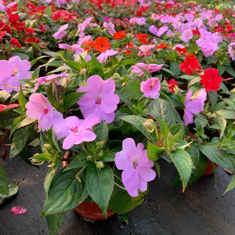 凤仙花盆栽四季开花庭院阳台观花植物凤仙花苗带花苞花期长
