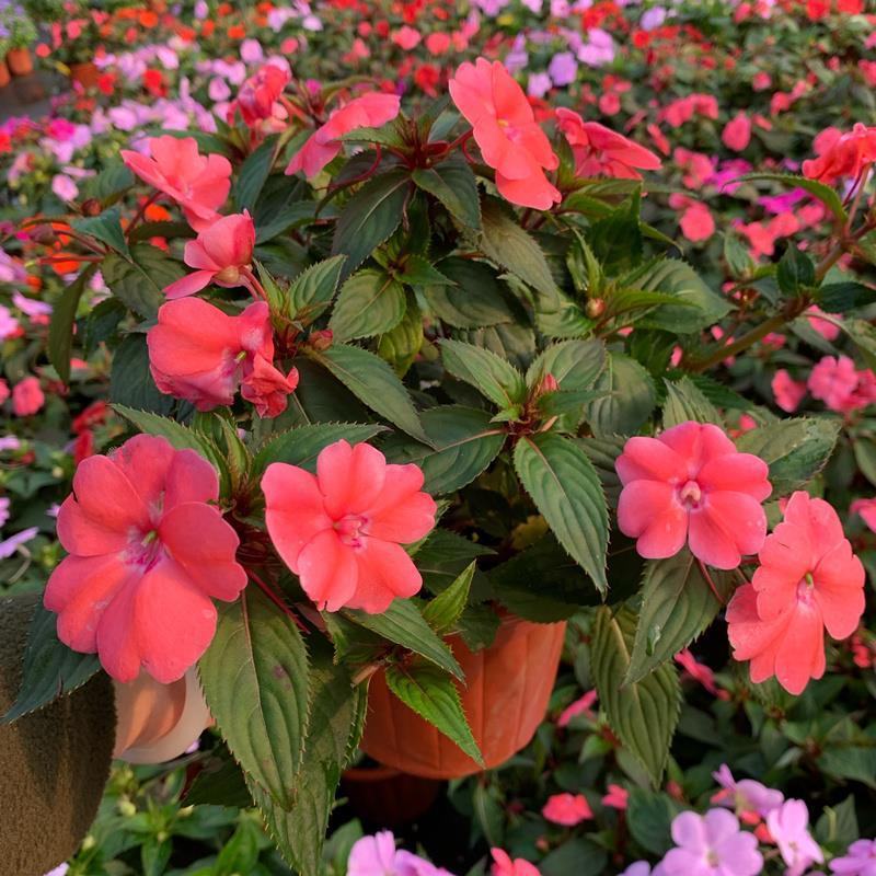 凤仙花盆栽四季开花庭院阳台观花植物凤仙花苗带花苞花期长