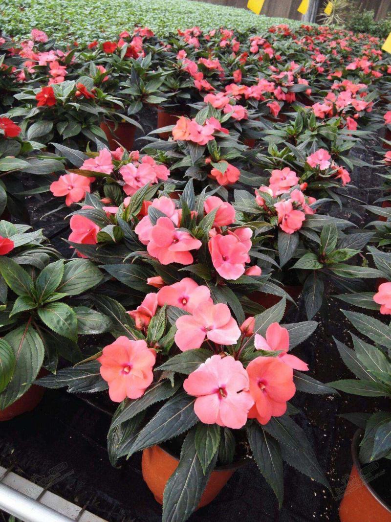 凤仙花盆栽四季开花庭院阳台观花植物凤仙花苗带花苞花期长