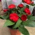 凤仙花盆栽四季开花庭院阳台观花植物凤仙花苗带花苞花期长