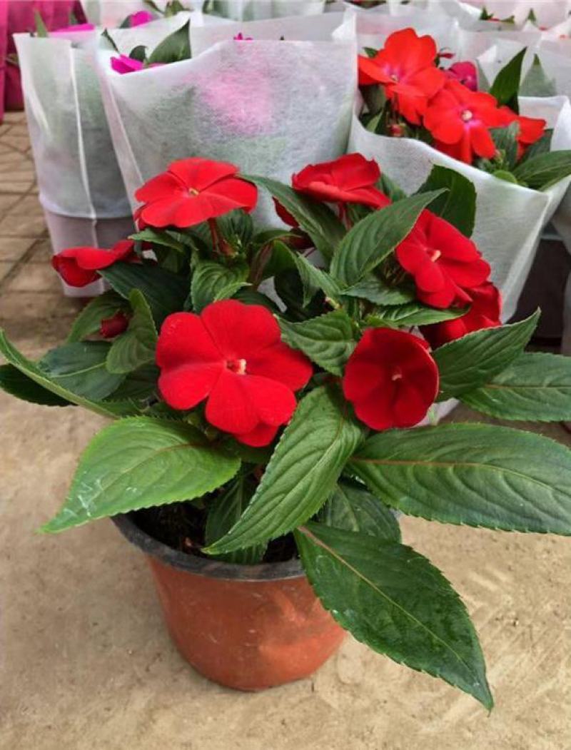 凤仙花盆栽四季开花庭院阳台观花植物凤仙花苗带花苞花期长