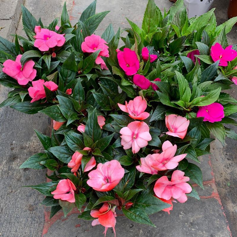 凤仙花盆栽四季开花庭院阳台观花植物凤仙花苗带花苞花期长