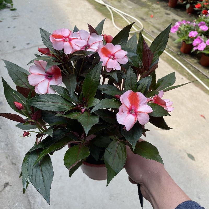 凤仙花盆栽四季开花庭院阳台观花植物凤仙花苗带花苞花期长