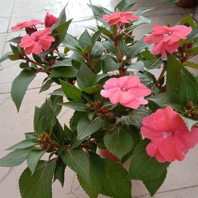 凤仙花盆栽四季开花庭院阳台观花植物凤仙花苗带花苞花期长