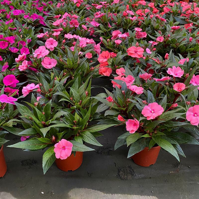 凤仙花盆栽四季开花庭院阳台观花植物凤仙花苗带花苞花期长