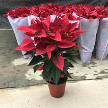 新款一品红盆栽室内阳台办公室节日喜庆四季花卉圣诞花吸甲醛