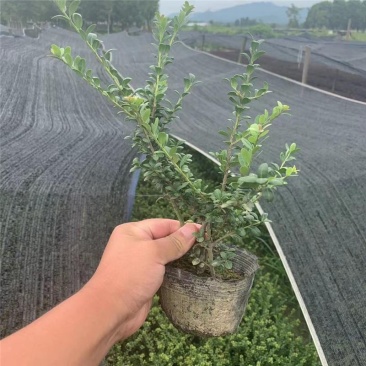 龟甲冬青树苗球四季常青庭院别墅绿化苗耐寒耐旱色块景观造型