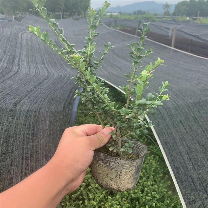 龟甲冬青树苗球四季常青庭院别墅绿化苗耐寒耐旱色块景观造型