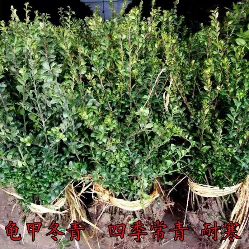 龟甲冬青树苗球四季常青庭院别墅绿化苗耐寒耐旱色块景观造型