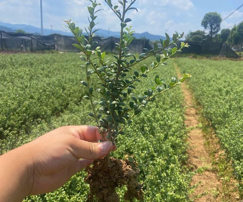 龟甲冬青树苗球四季常青庭院别墅绿化苗耐寒耐旱色块景观造型