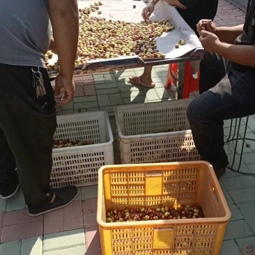 沧州金丝小枣