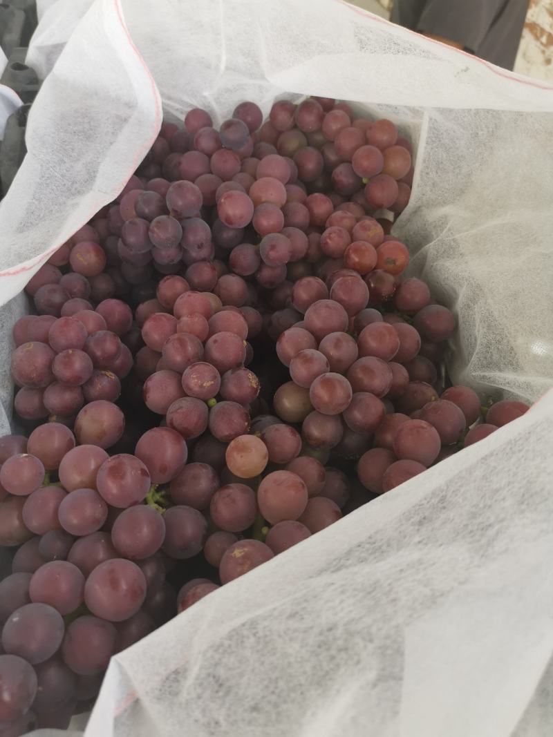 巨峰葡萄大量上市，质量好价格低，欢迎收购