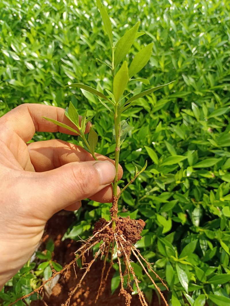 小叶桅子种苗