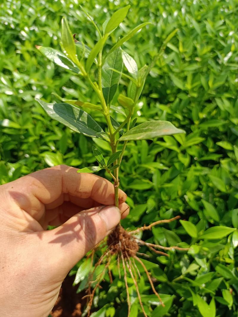 小叶桅子种苗
