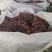 巨峰葡萄大量上市了。保定满城巨峰葡萄大量上市了！