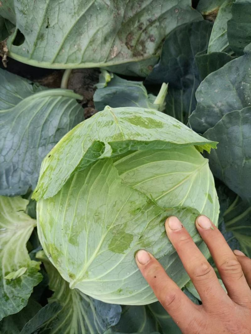 优质包菜，全国走货