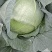 优质包菜，全国走货