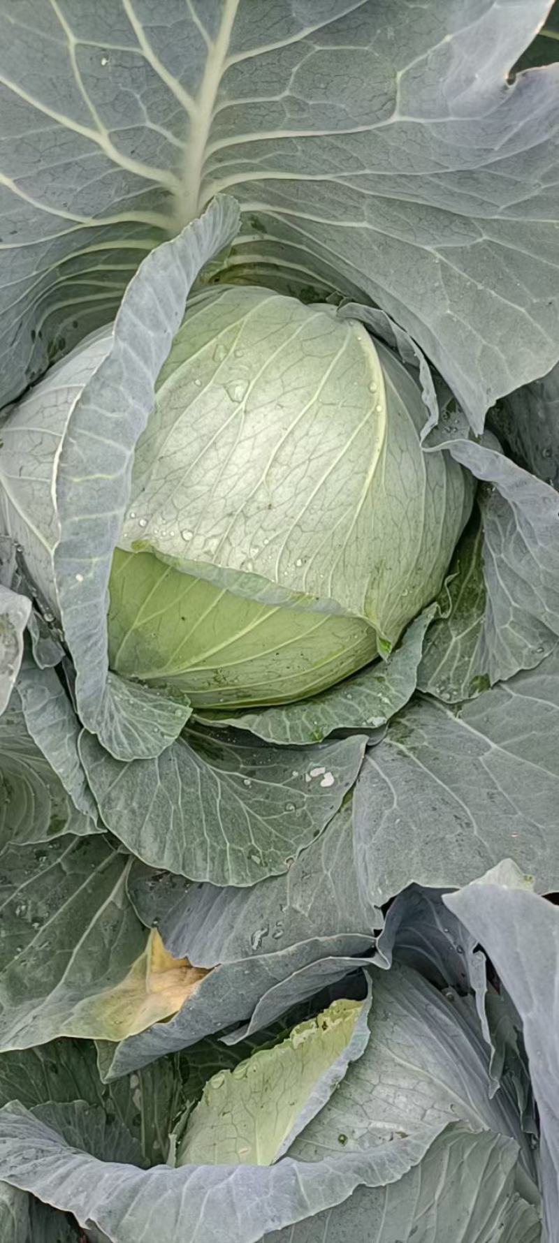 优质包菜，全国走货